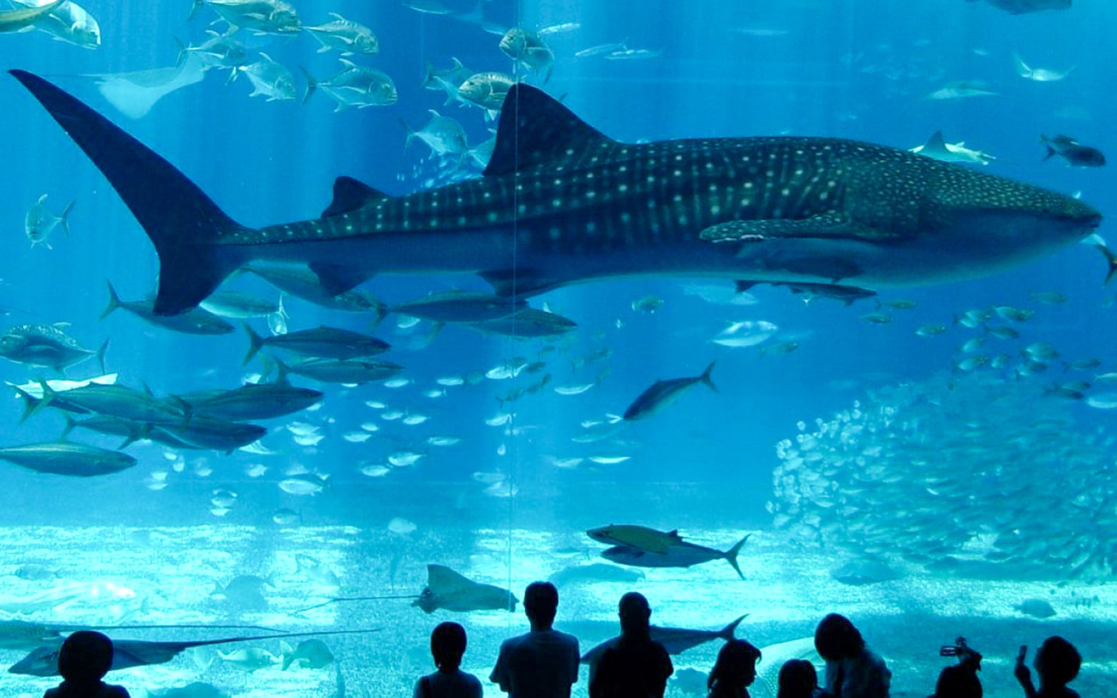 Istanbul Aquarium Tour with Ticket and Hotel Transfer